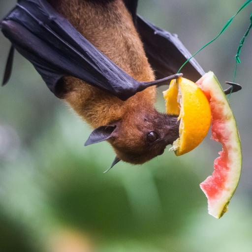 fruit bat